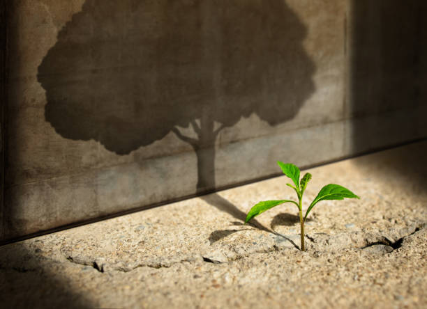 A small green plant growing through a crack in concrete, casting a large tree-shaped shadow on the wall. A powerful representation of resilience, potential, and the importance of a growth mindset in overcoming challenges and achieving success.