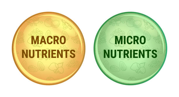 Illustration of macronutrients and micronutrients with labeled sections representing essential nutrients for the body.