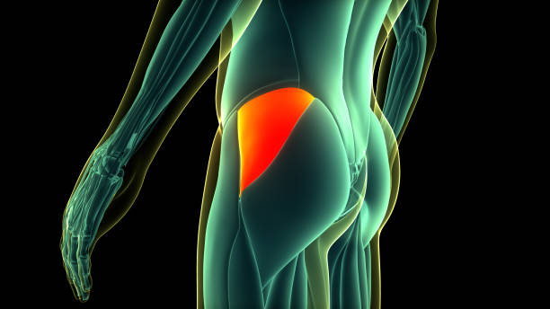 3D illustration highlighting the glute muscles, emphasizing Activate Your Glutes for maximum growth and strength.
